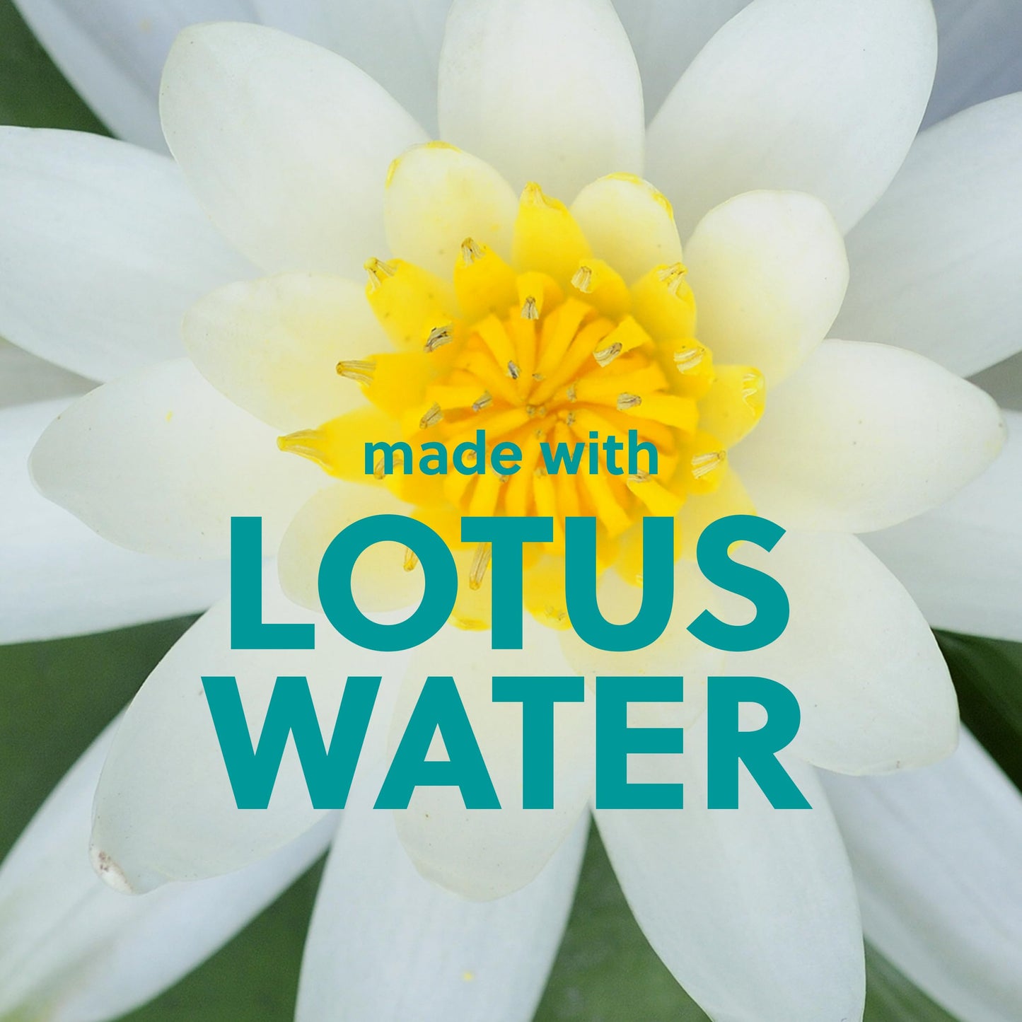 Tree Hut Lotus Water Foaming Gel Wash | Cleanse & Soothe Skin Without Stripping Moisture | Made with our Hydrating Oil Complex | 18 fl oz.